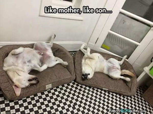 Like Mother Like Son