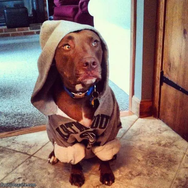 The Sweatshirt Dog
