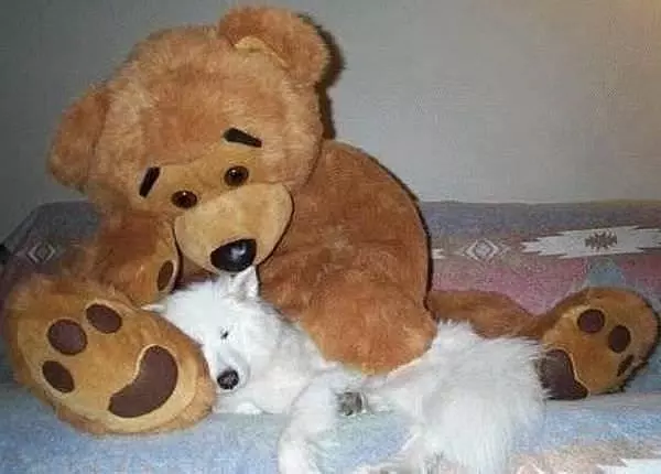 Dog And Bear