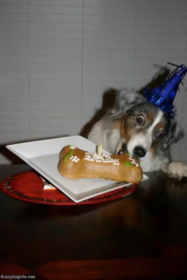Dog Happy On Birthday