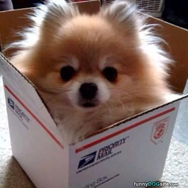 Dog Delivery