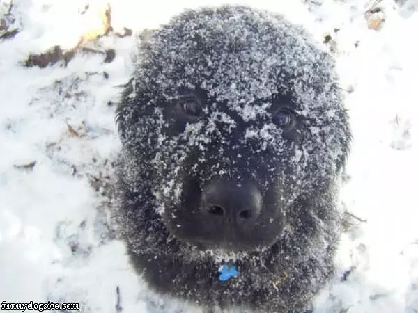 Dog Loves Winter