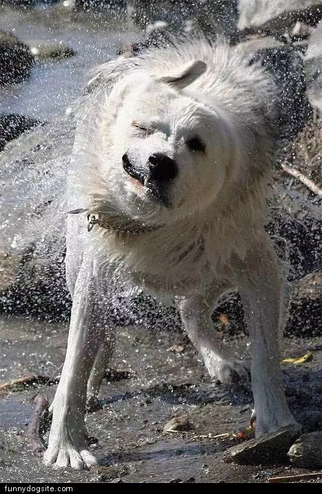 White Dog Shakes Off Water