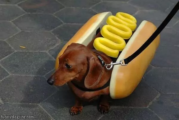A Real Hot Dog
