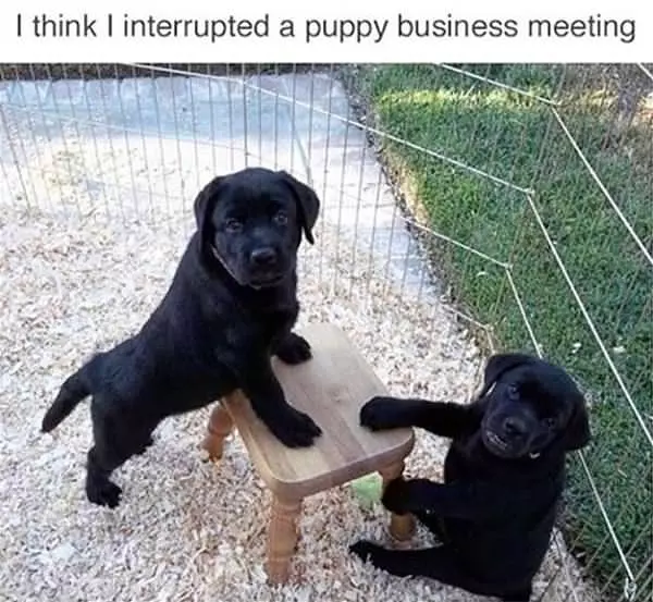 Very Important Business Meeting