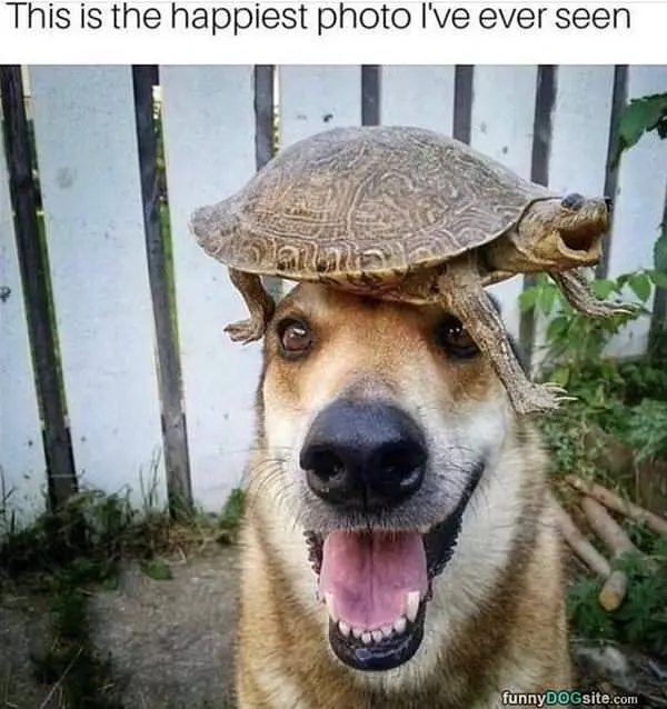 I Have A Turtle Hat