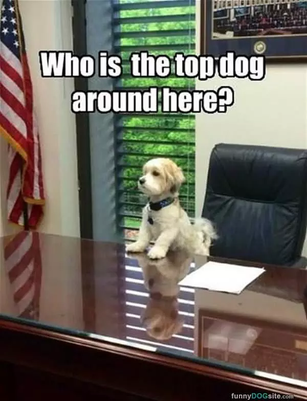 Top Dog Around Here