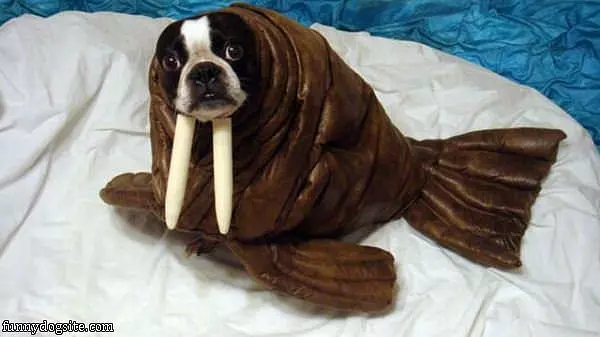 Walrus Dog