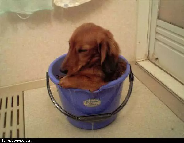 Dog In Bucket