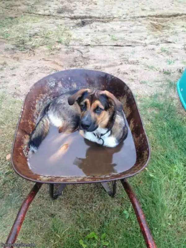My Doggy Pool