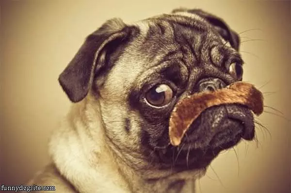 Nice Mustache Pug