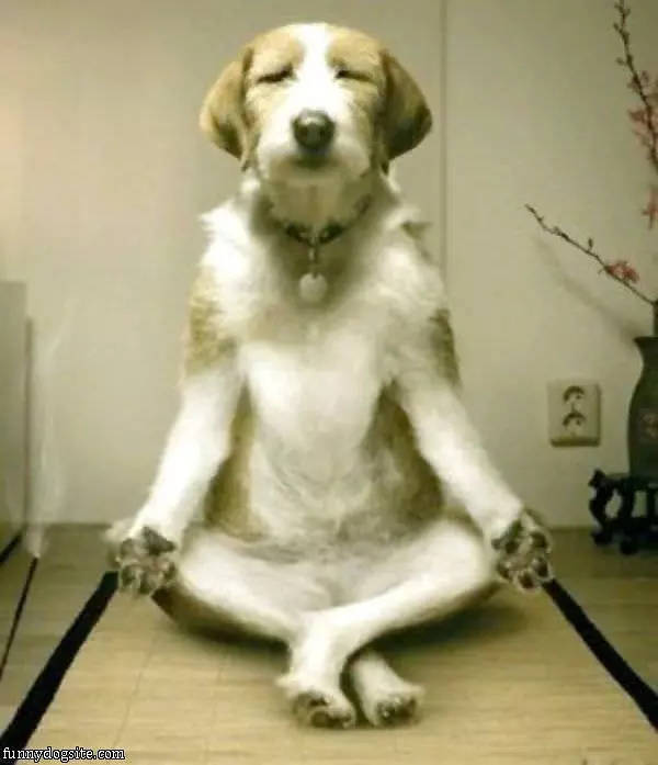 The Yoga Dog