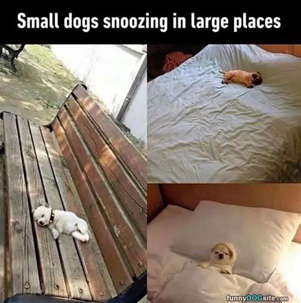 Small Snoozes