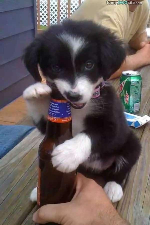 Puppies First Beer