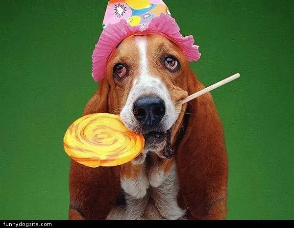 Dog With Lolli