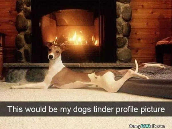 Dogs Tinder Profile