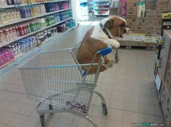 Dog In A Cart