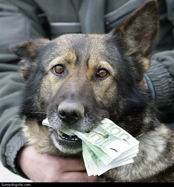 Money Hungry Dog