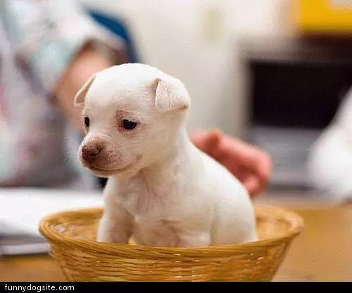 Puppy In A Basket