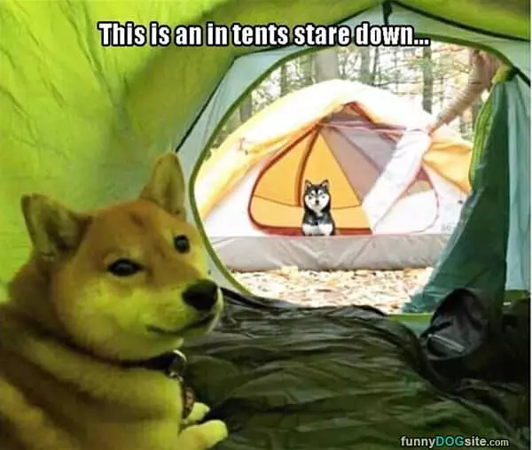 In Tents Stare Down