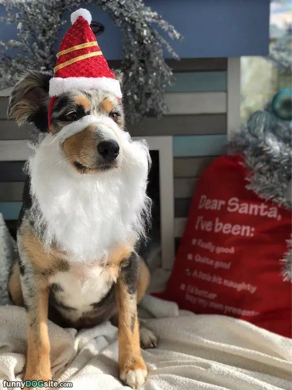 The Santa Dog