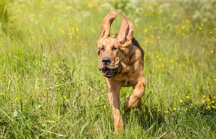 Bloodhound running
