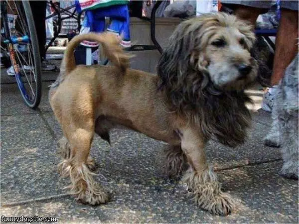 The Lion Dog