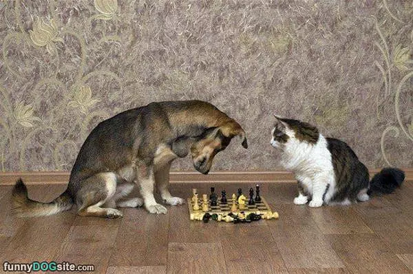 Lets Play Some Chess