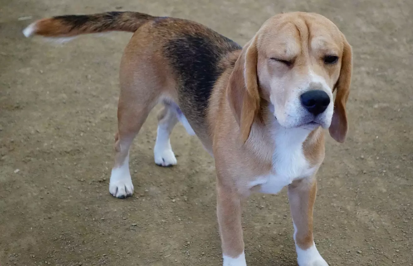 Funny American Foxhound