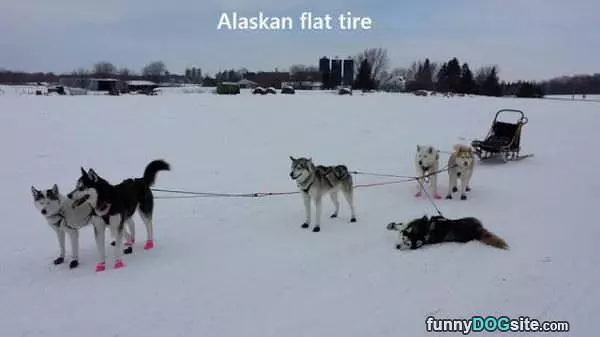 Alaskan Flat Tire