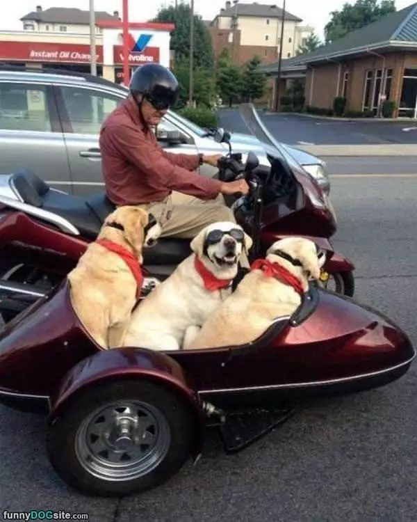 We All Love Going For A Ride