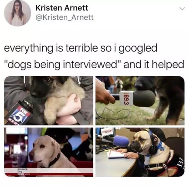 Dogs Being Interviewed