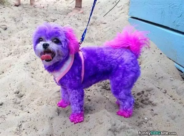 The All Purple Dog