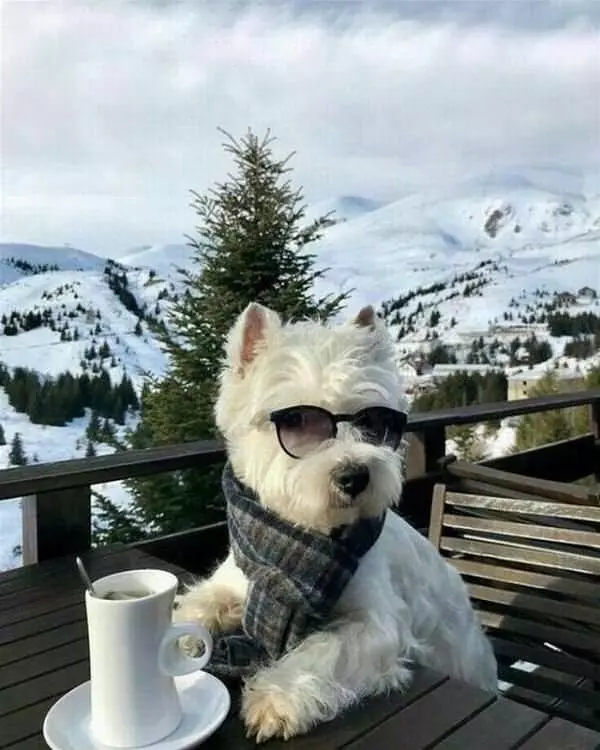 Hipster Dog Outside