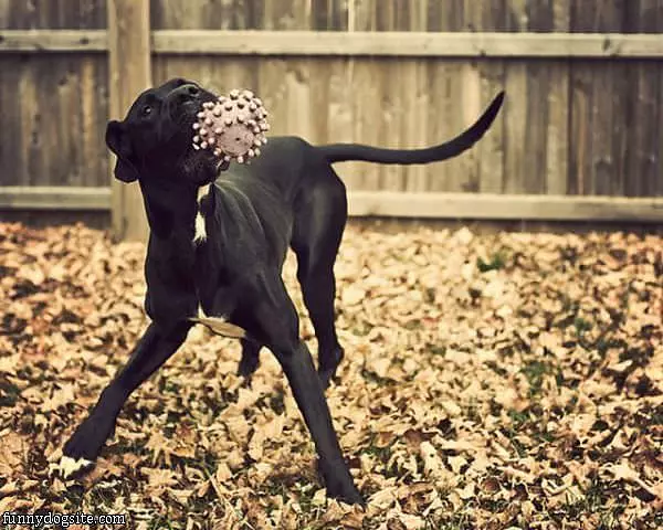 Fetch In The Fall