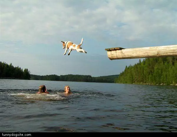 Dog Jump