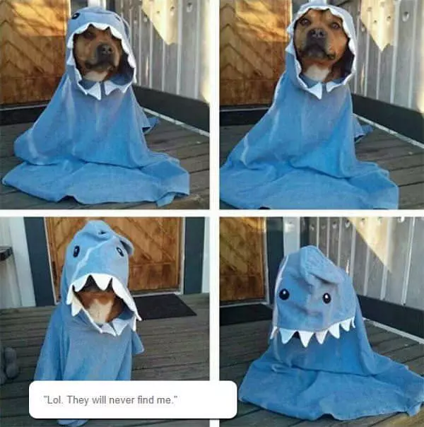 Dog Shark Costume