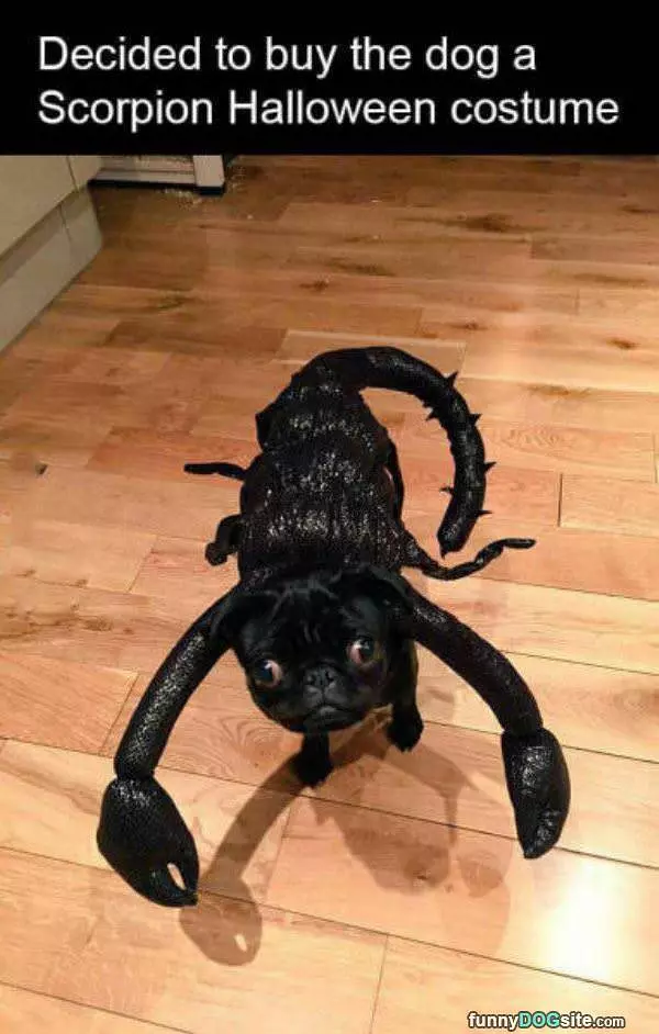 Dogs Halloween Costume