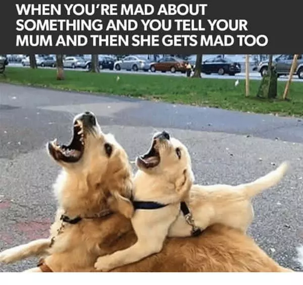 Everyone Is Mad