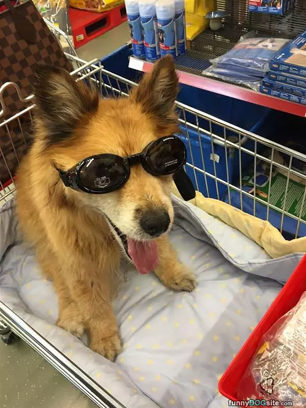Getting Some New Shades
