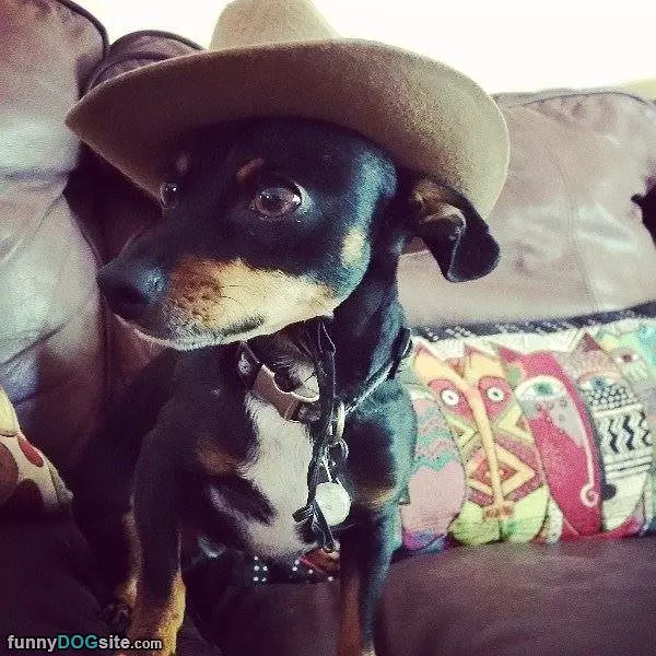 I Has A Cowboy Hat