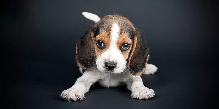 baby Beagle