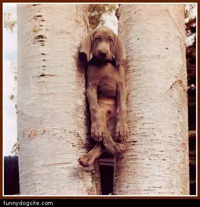 Funny Dog In Tree