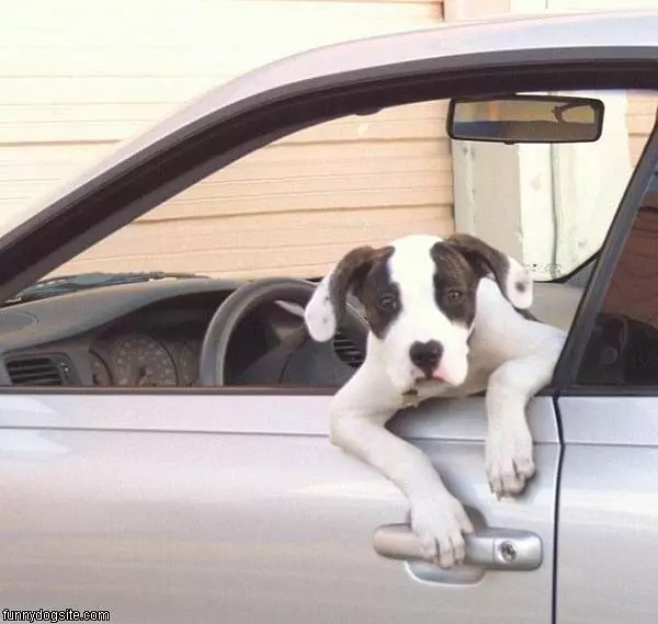 Let Me Out Of The Car
