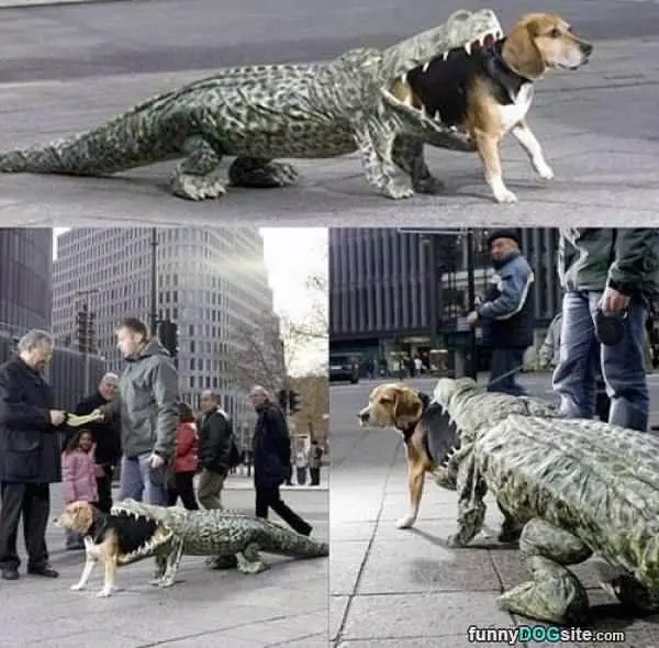 Alligator Dog