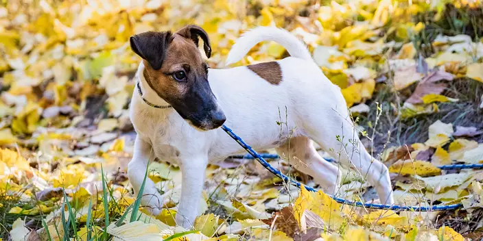 Smooth Fox Terrier outdoors