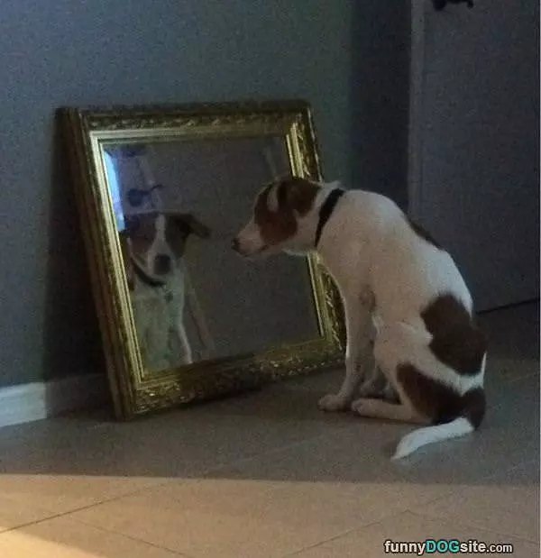 Mirror Dog