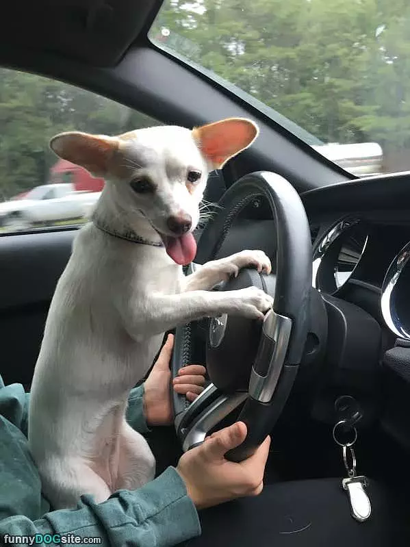 Zoey Wants To Drive