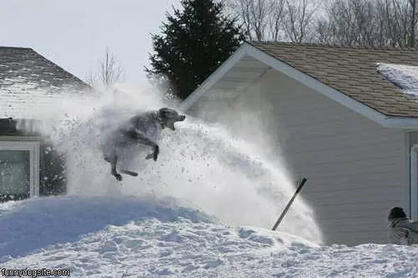 Snowblower Dog