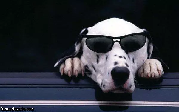 Cool Dog Relaxing